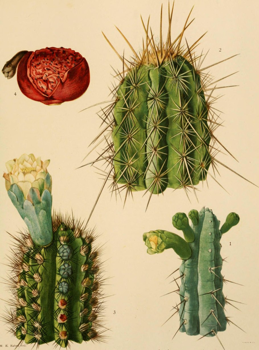 Echinocereus пятихохолковый