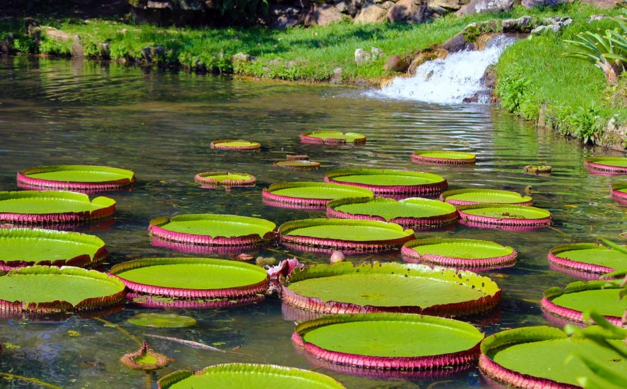 Ботанический сад «Jardim Botanico»