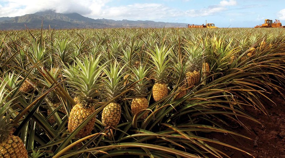 Коста Рика плантации ананасов