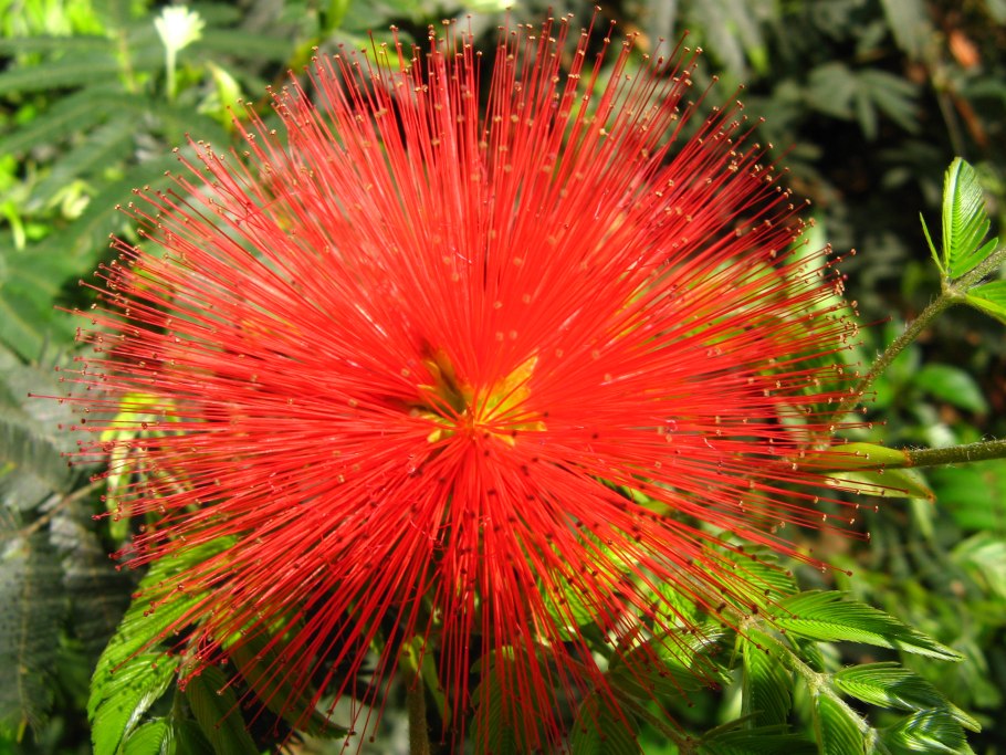 (Calliandra angustifolia)