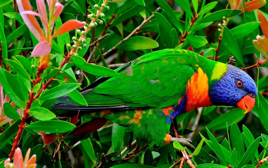 Rainbow Lorikeet попугай
