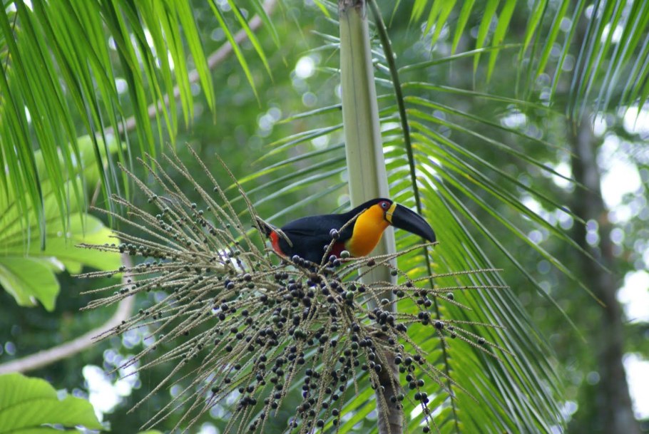 Рио де Жанейро Флора и фауна