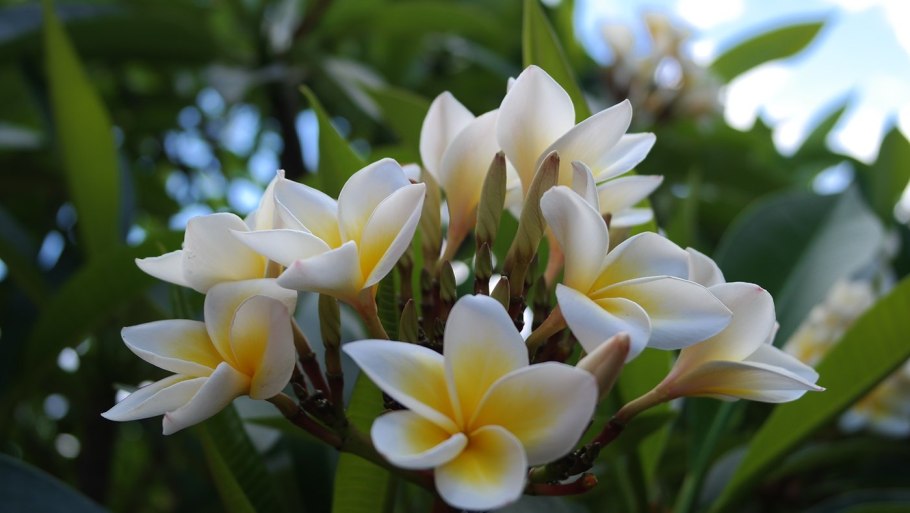 Флора Бразилии