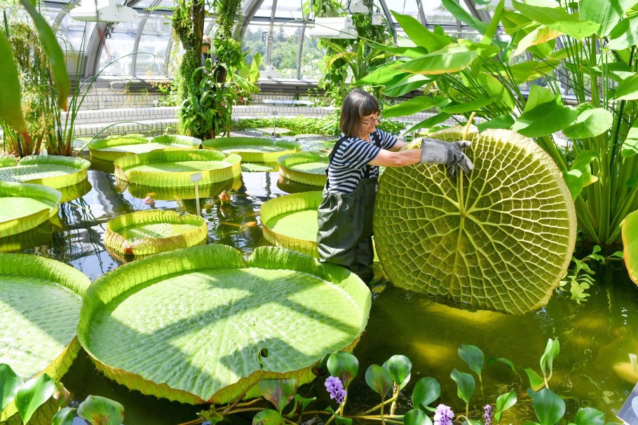 Виктория Амазонская