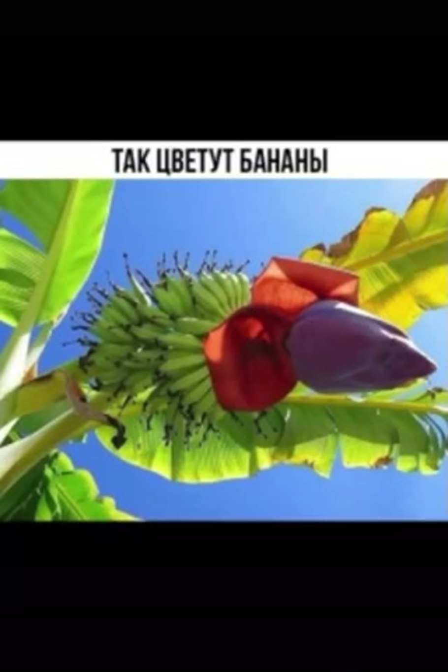 Как цветёт банановое дерево