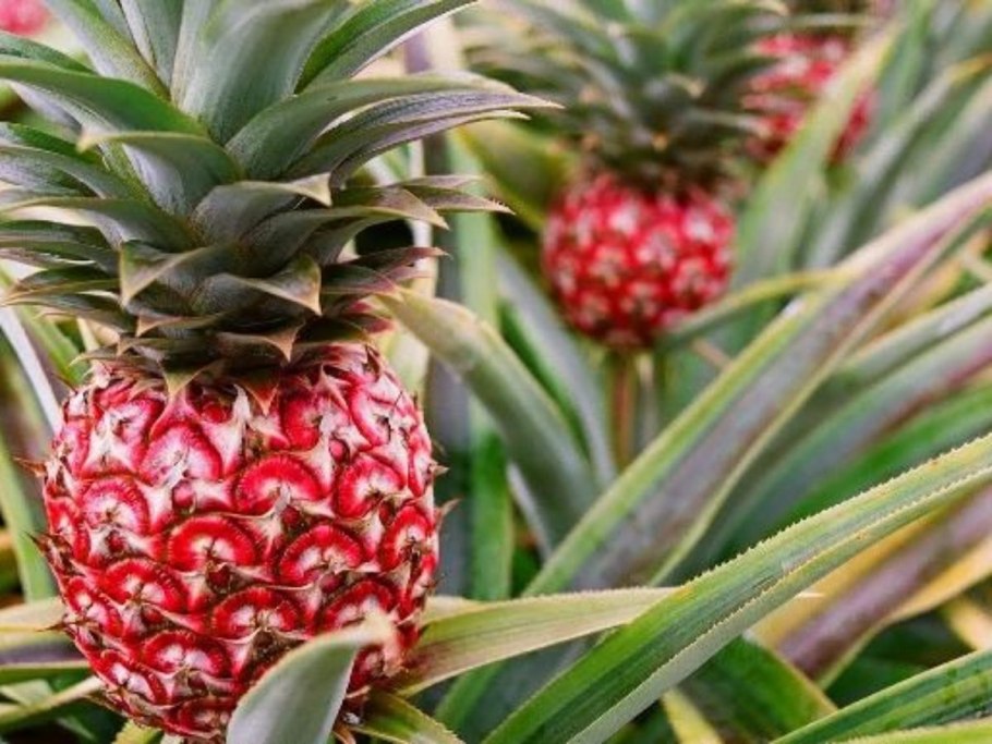 Лорикет желтоголовый