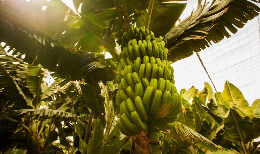 Банановая Пальма Эквадор