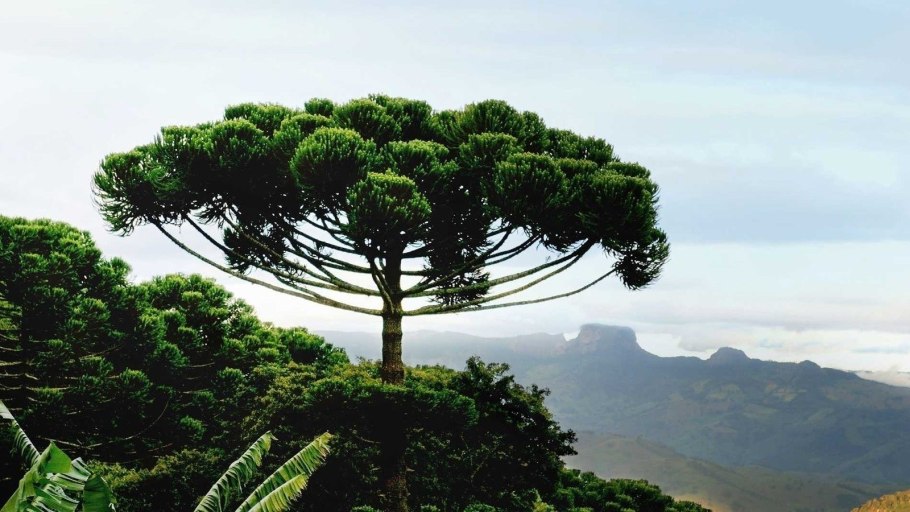 Крона сосны