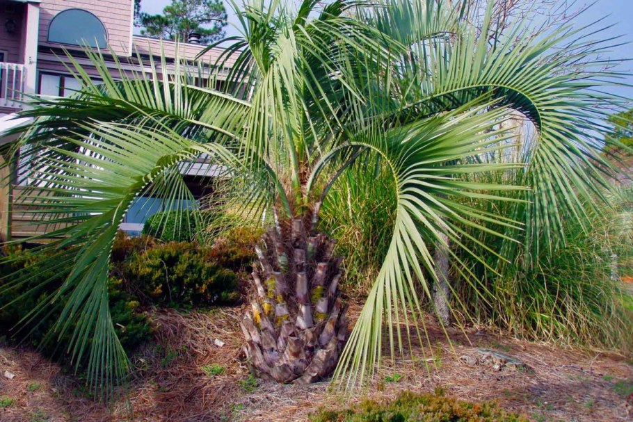 Бразильская Пальма рафия тедигера