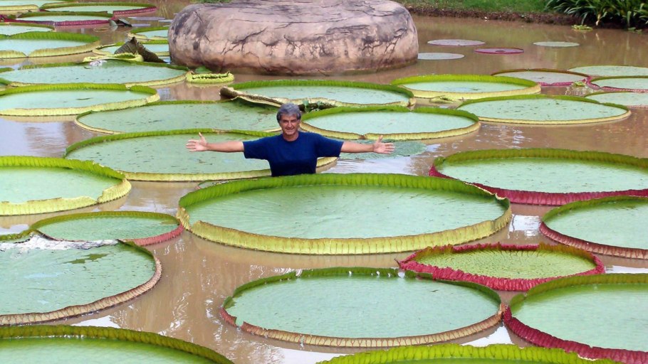Тропические леса амазонки в Бразилии