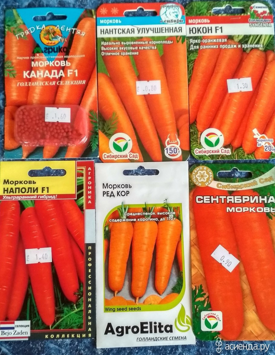 Морковь Сентябрина, 2г