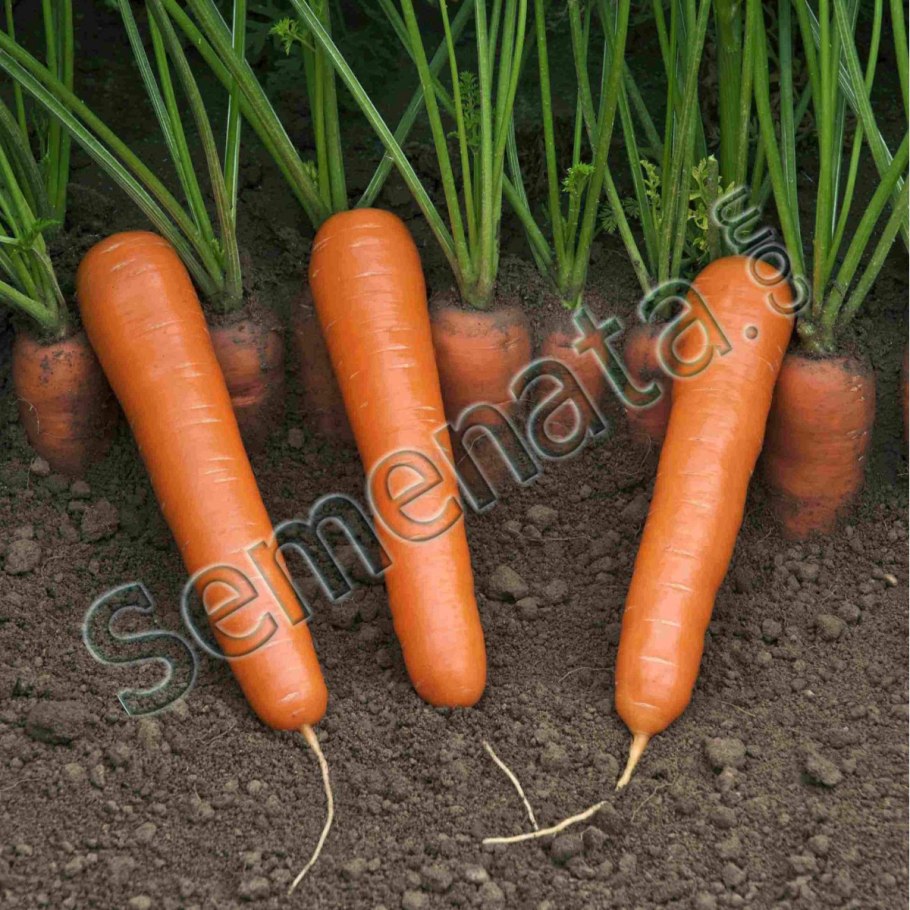 Морковь золото Востока