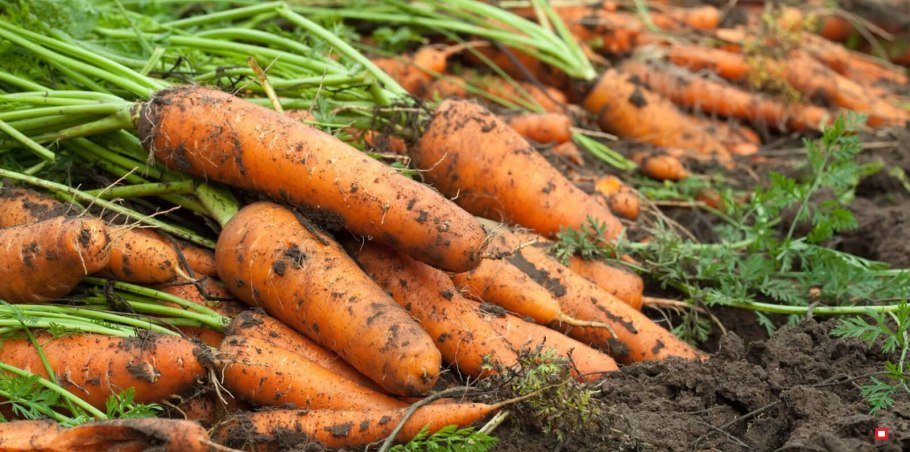Морковь без сердцевины семена Алтая