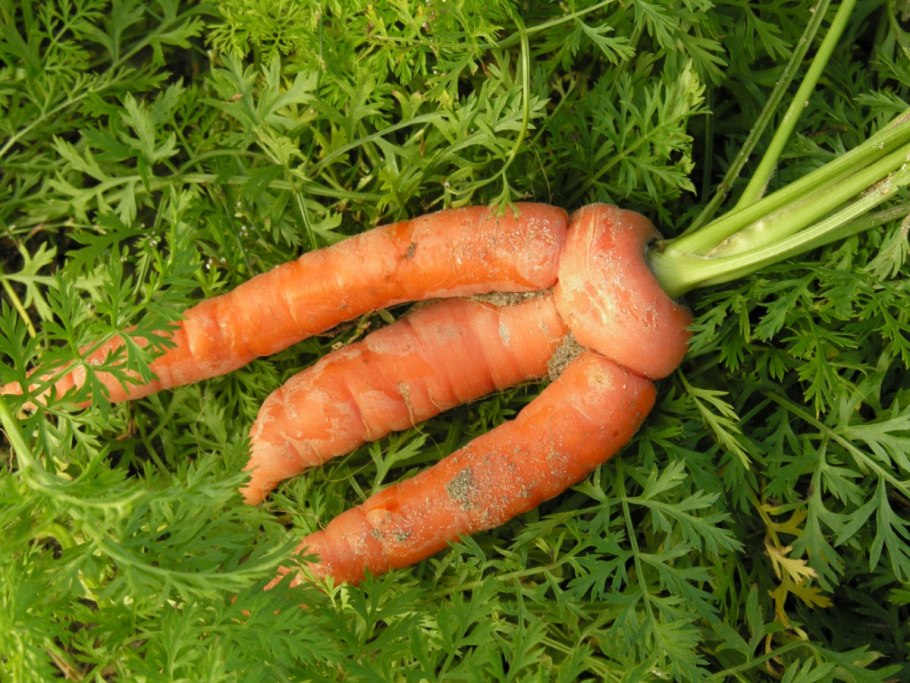 Дикая и современная морковь