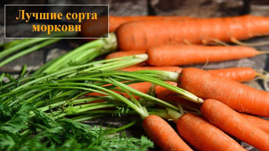 Семена моркови Восточная красавица