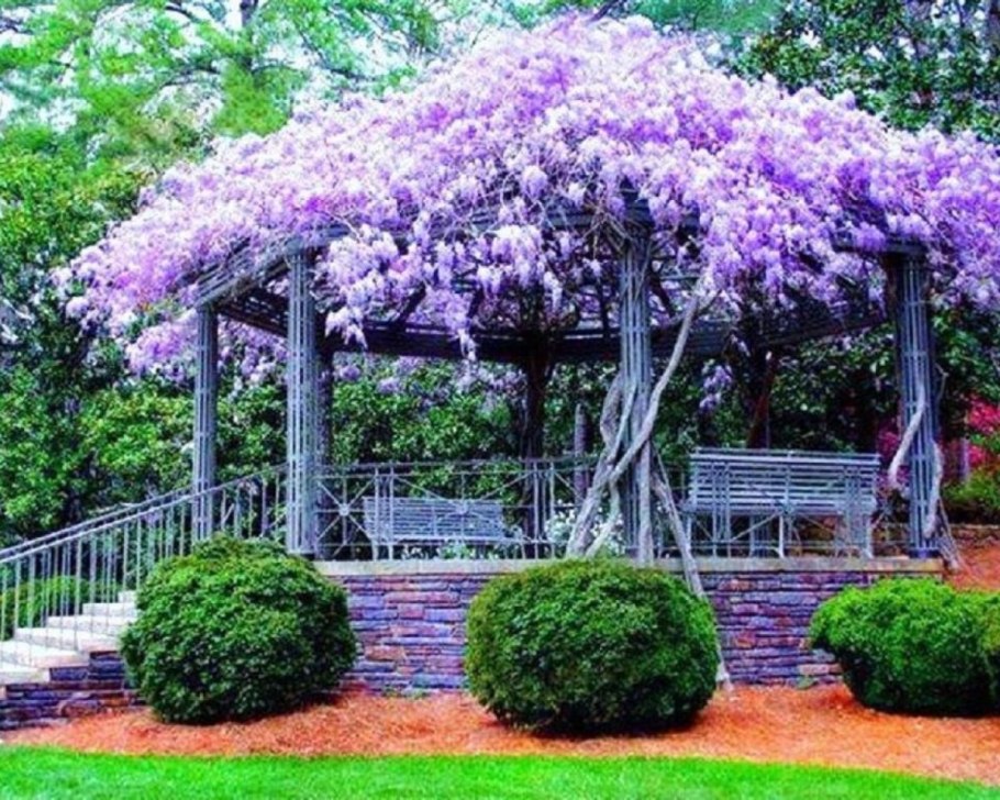 Глициния Вистерия Синенсис