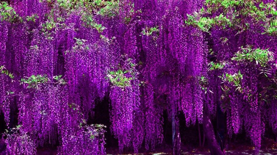 Wisteria sinensis Глициния китайская