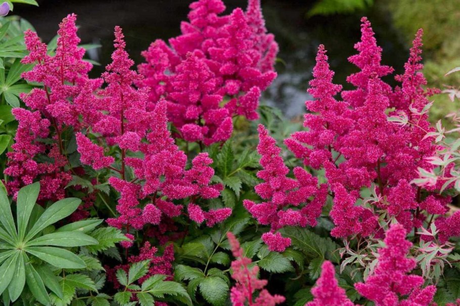 Волжанка двудомная