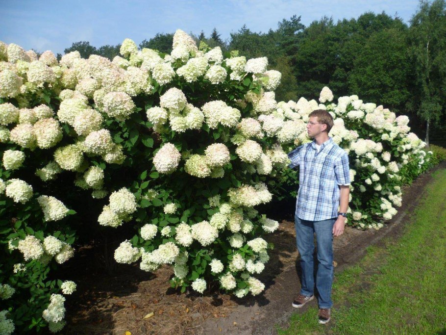 Лиатрис спиката spicata