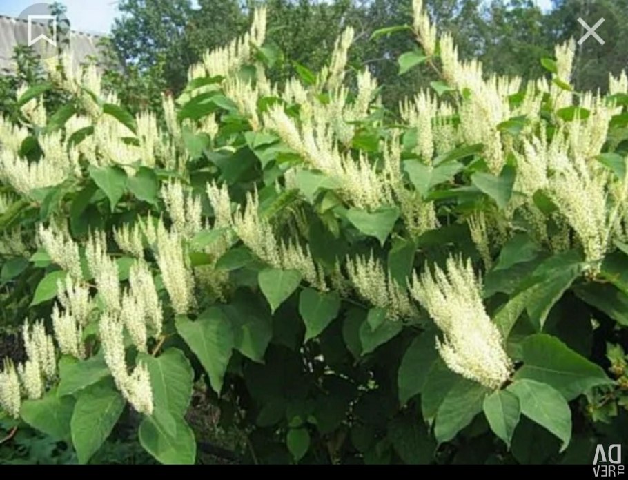 Иберис вечнозеленый 'Whiteout'