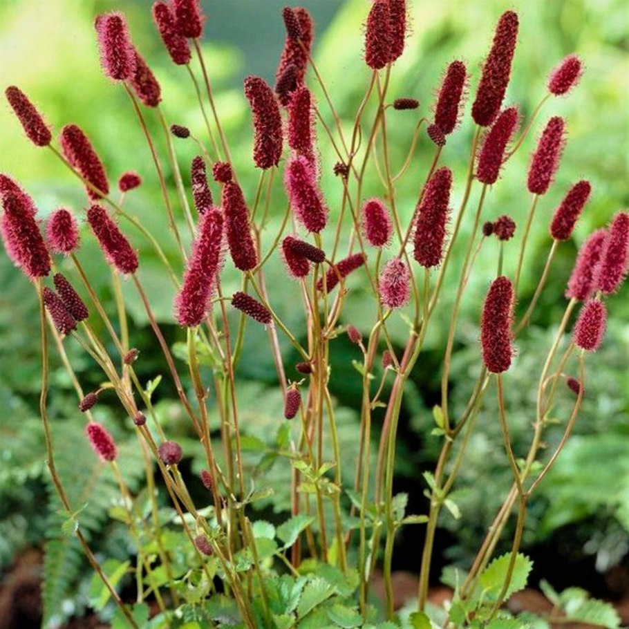 Рододендрон спирея