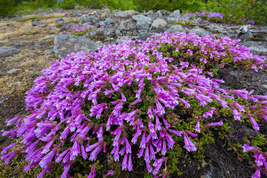 Обриета синий Каскад