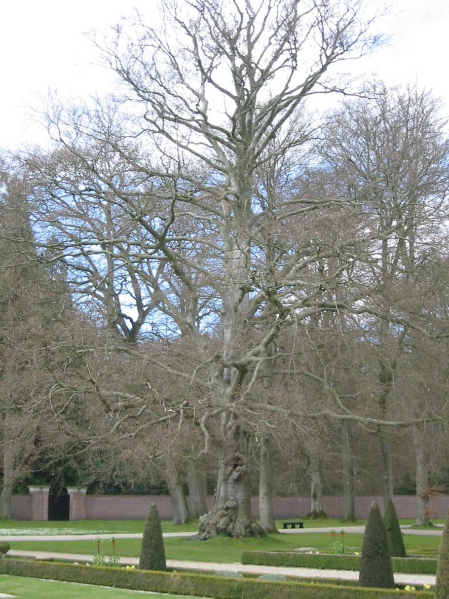 Вистерия Лиана