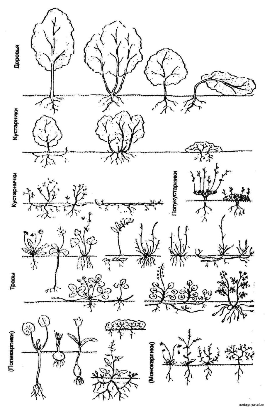 Спирея острозубчатая аргута