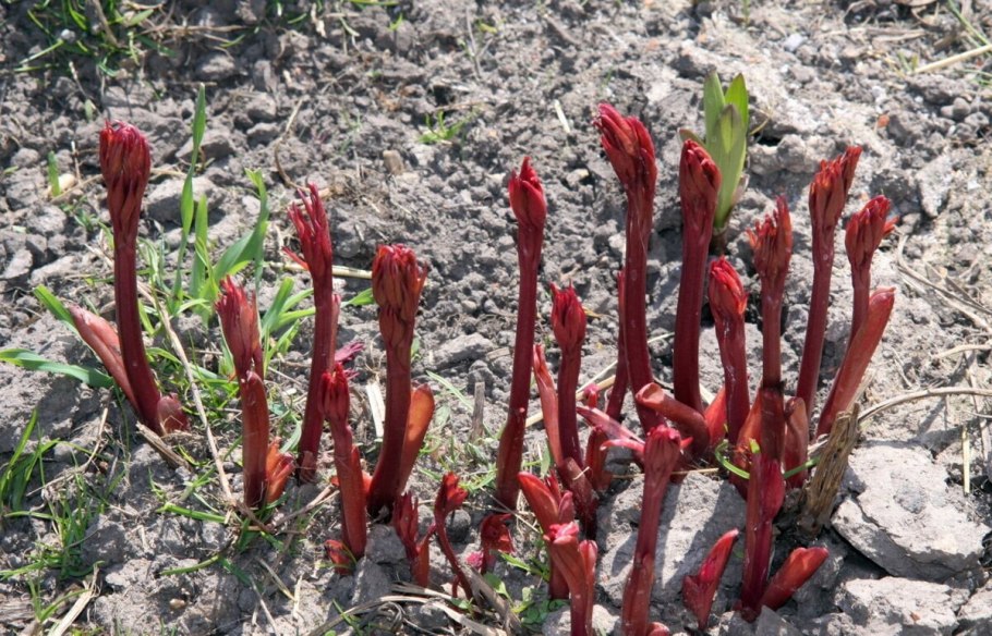 Очиток телефиум