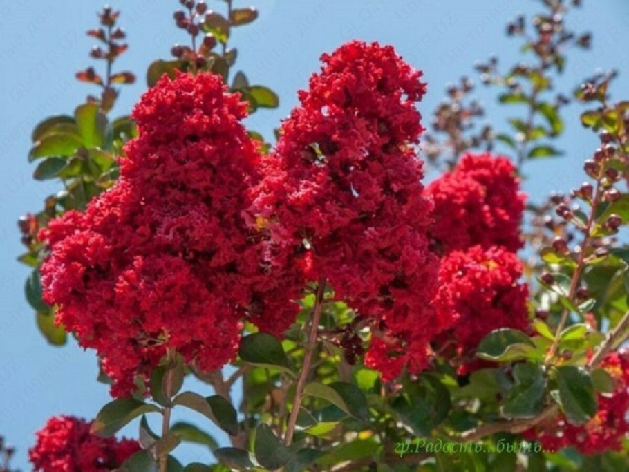 Тиарелла Pink Bouquet