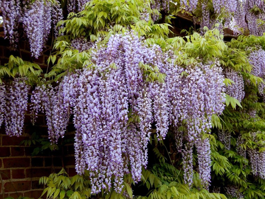 Скумпия Кожевенная Cotinus coggygria