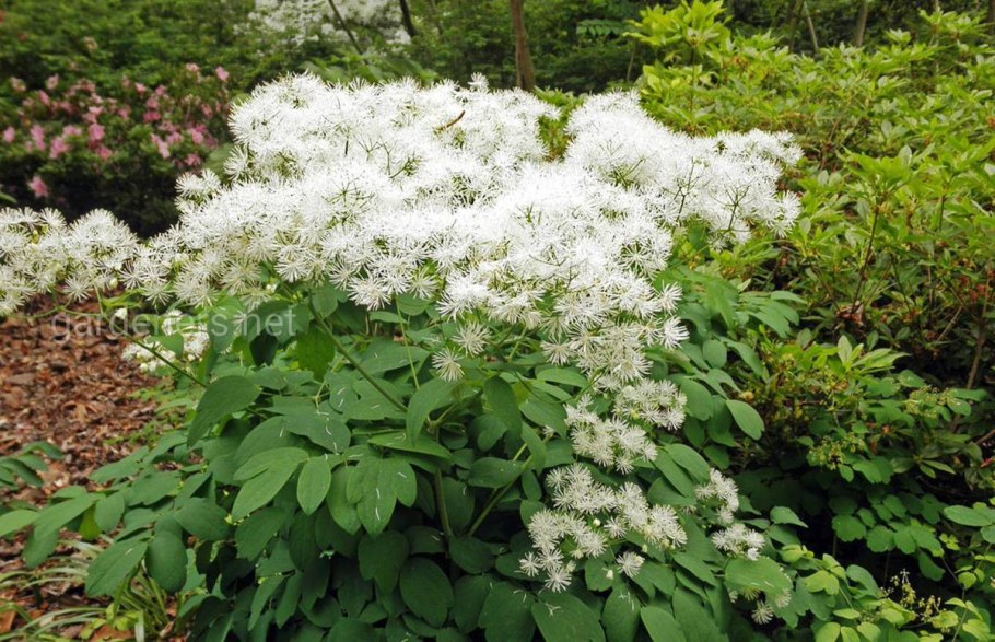 Астильба Монтгомери tim