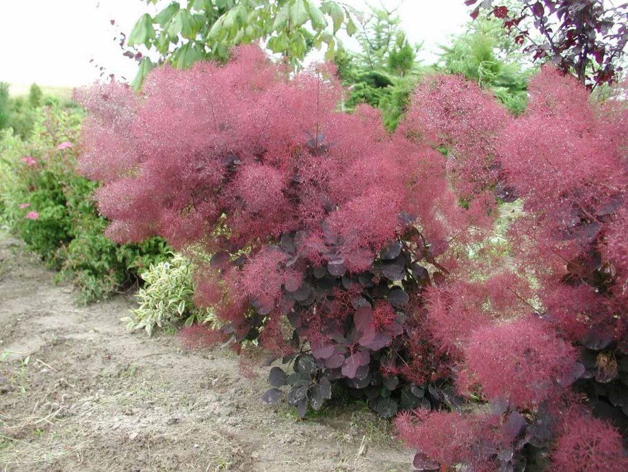 Бегония Бонфайр оранж