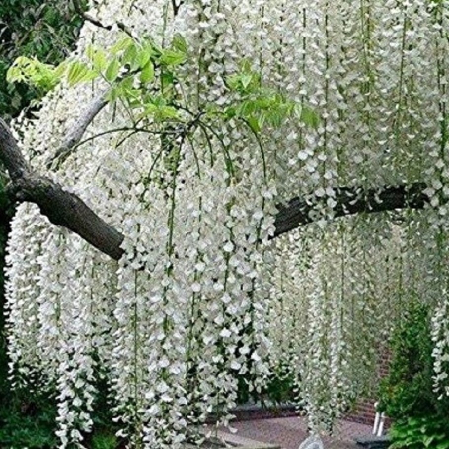 Рейнутрия Сахалинский бамбук