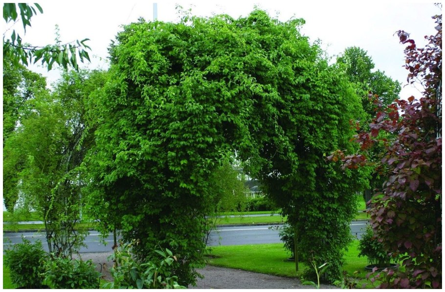 Гортензия метельчатая Весна