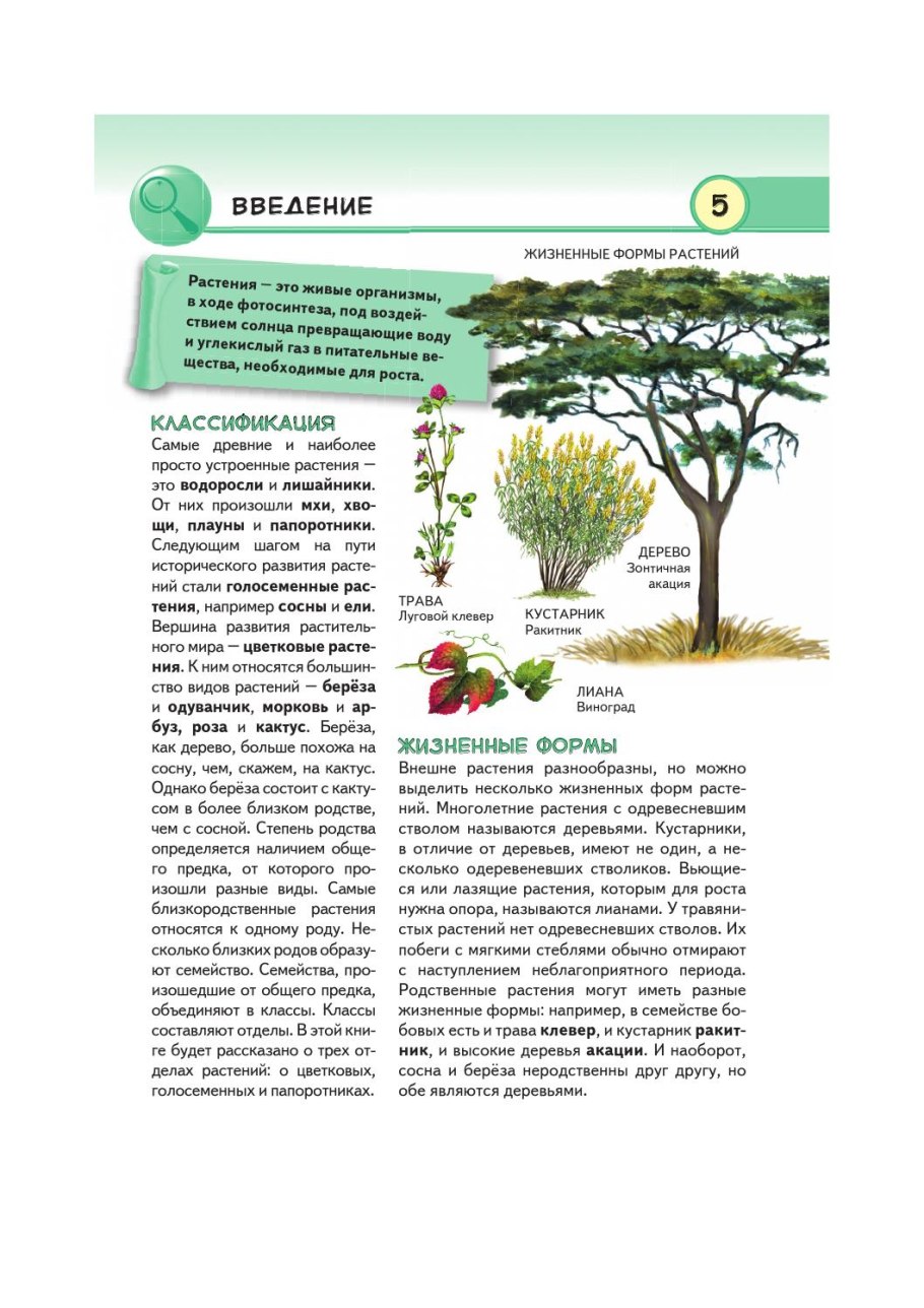 Глубина корневой системы деревьев