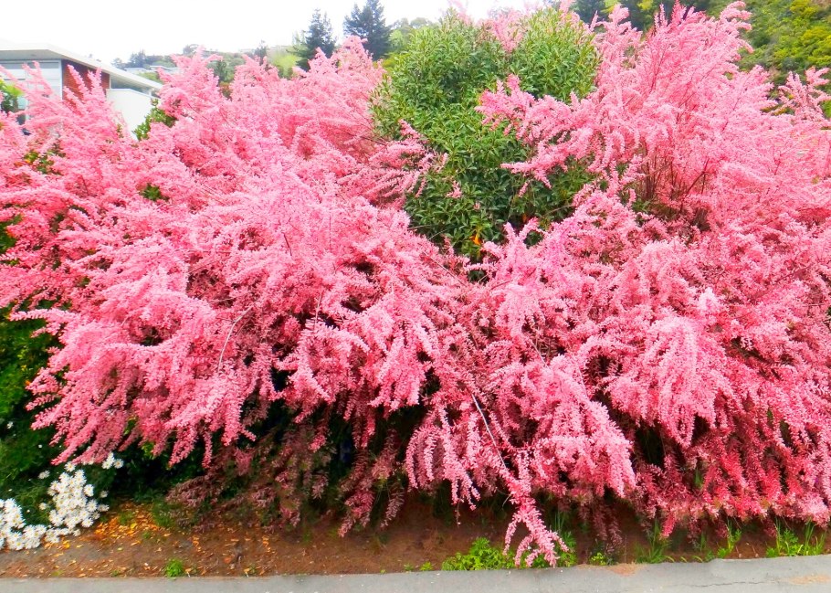 Обрезка гортензии метельчатой