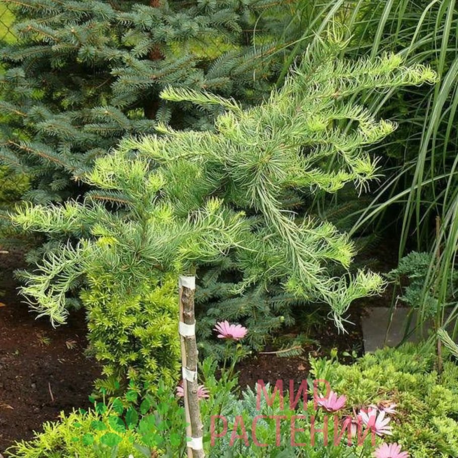 Лиственница японская (Larix kaempferi "Diana")*
