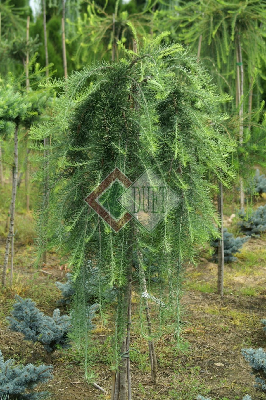 Лиственница европейская Larix decidua "little Bogle"