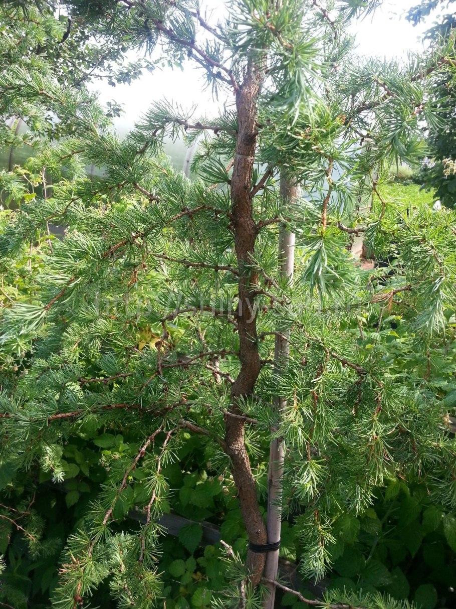Лиственница европейская Horstmann Recurved