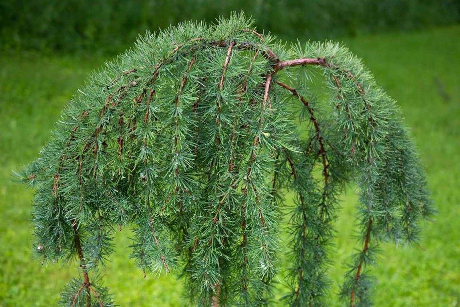 Лиственница Кемпфера Диана