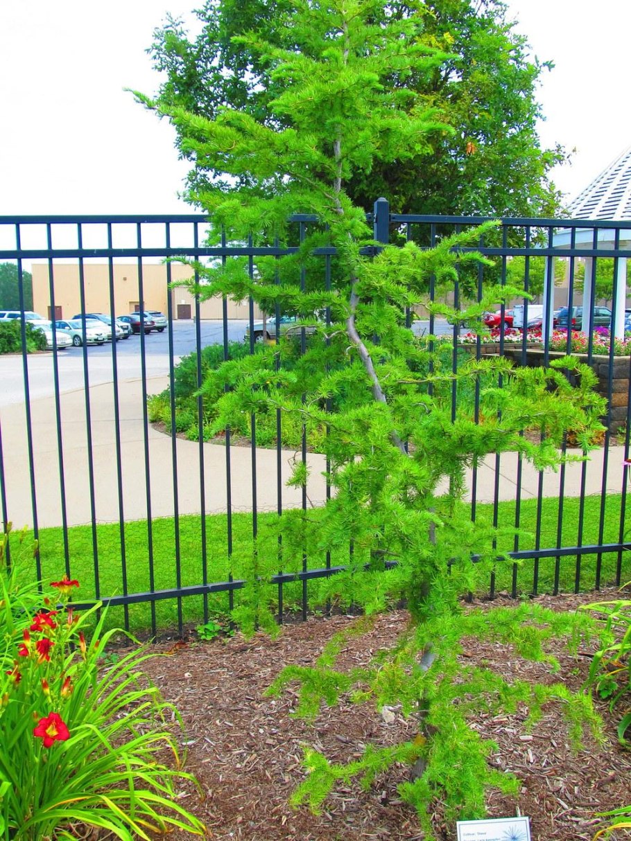 Лиственница kaempferi