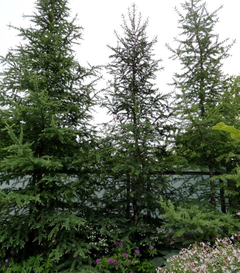 Лиственница японская Larix Leptolepis