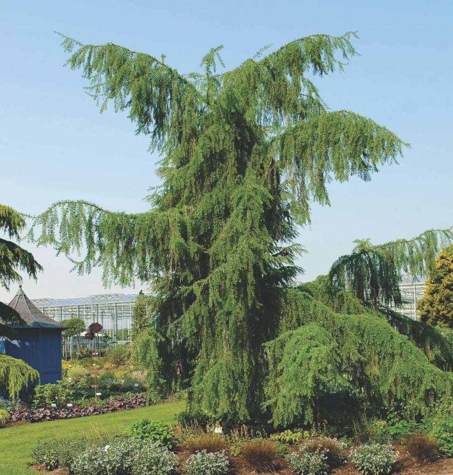 Лиственница европейская Диана