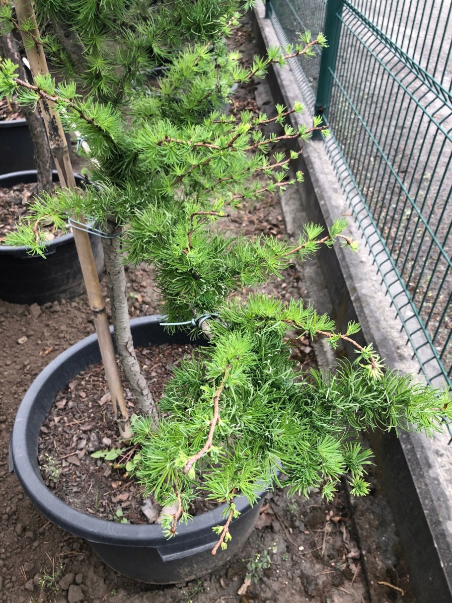 Лиственница Кемпфера Пендула