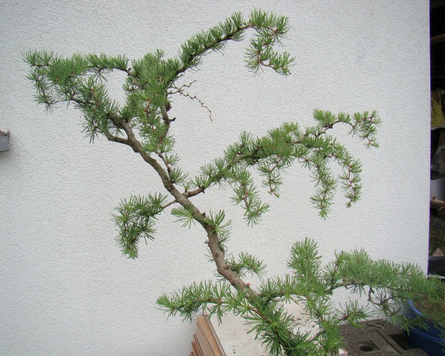 Лиственница японская Diana