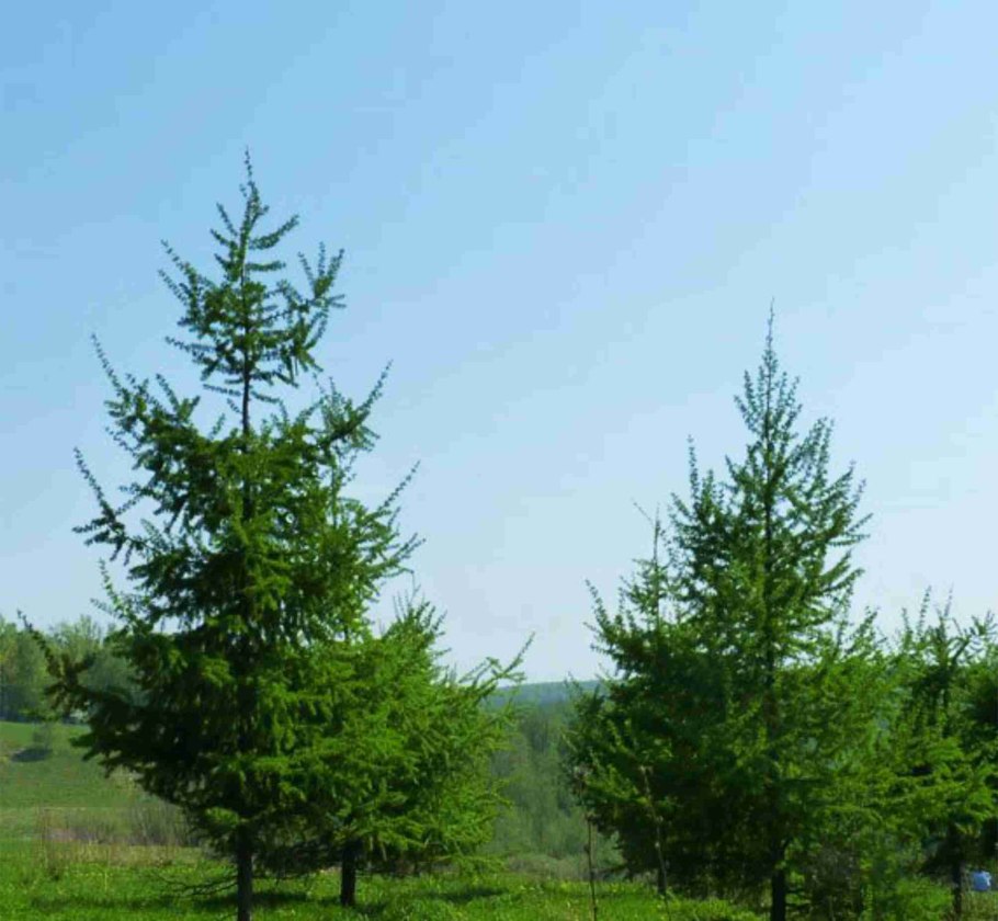 Лиственница европейская Пендула