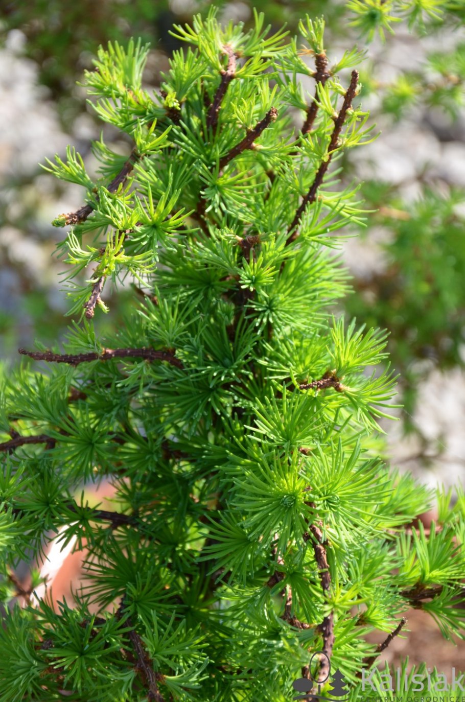 Лиственница Кемпфера Диана на штамбе