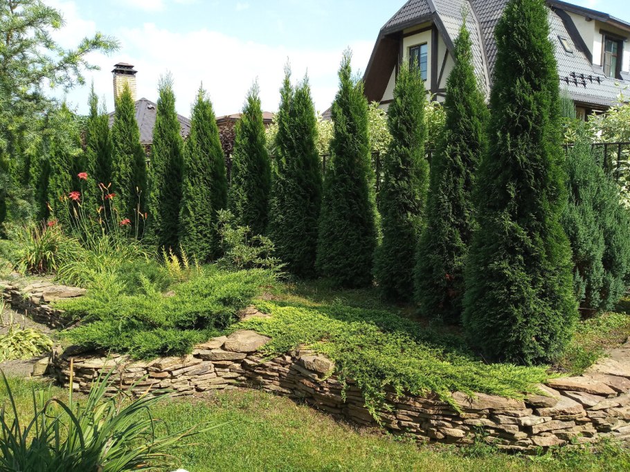 Хвойные растения в ландшафтном дизайне