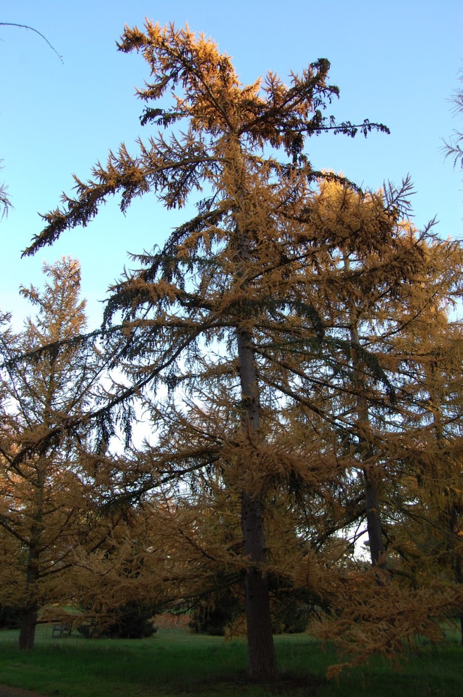Лиственница сибирская larix sibirica